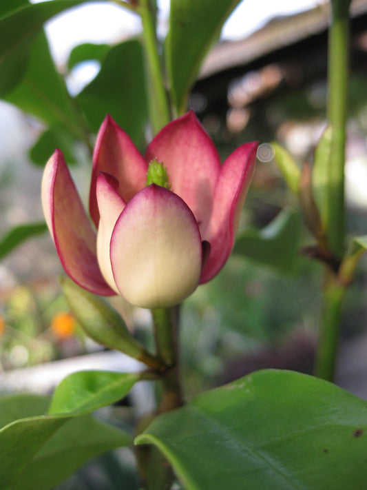 *RETAIL - Magnolia figo 'Port Wine'