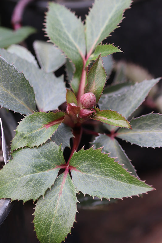*RETAIL - Helleborus x sternii