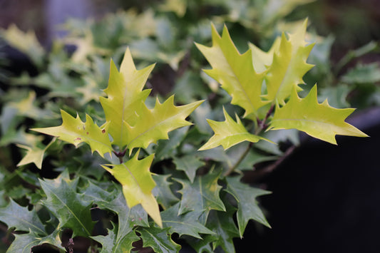 *RETAIL - Osmanthus heterophyllus 'Ogon'