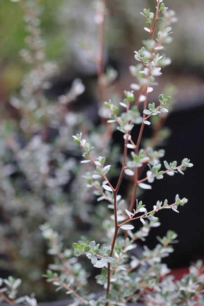 *RETAIL - Leptospermum lanigerum [silver form]
