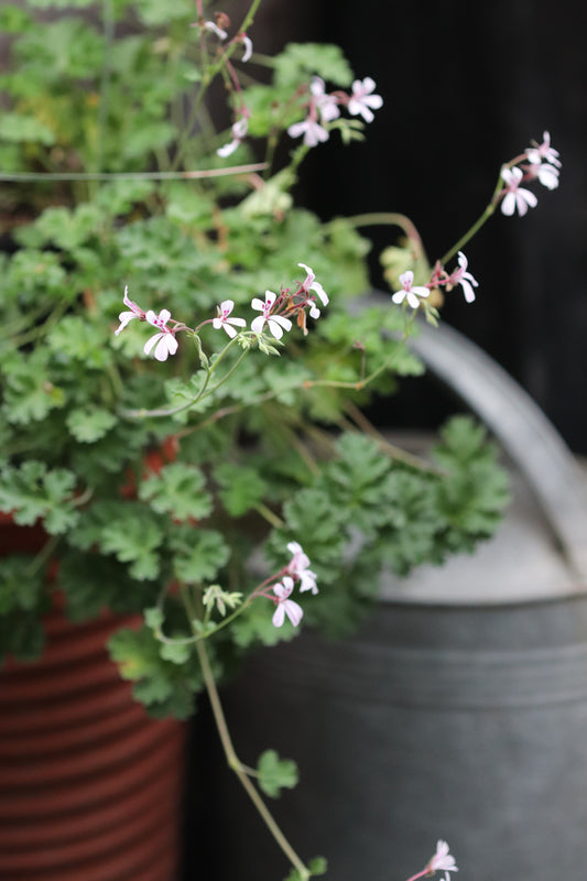 *RETAIL - Pelargonium 'White Lady'