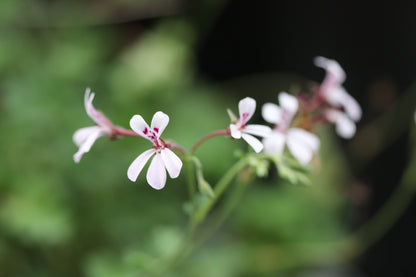 *RETAIL - Pelargonium 'White Lady'