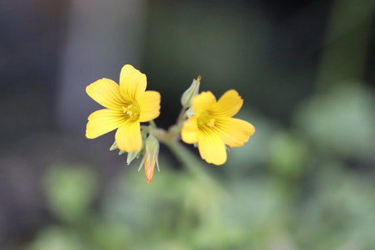 Oxalis herrerae