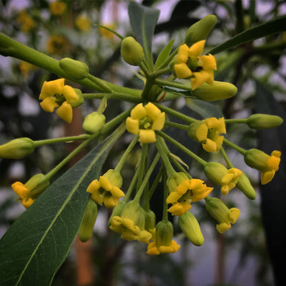 *RETAIL - Pittosporum x 'Sappy'