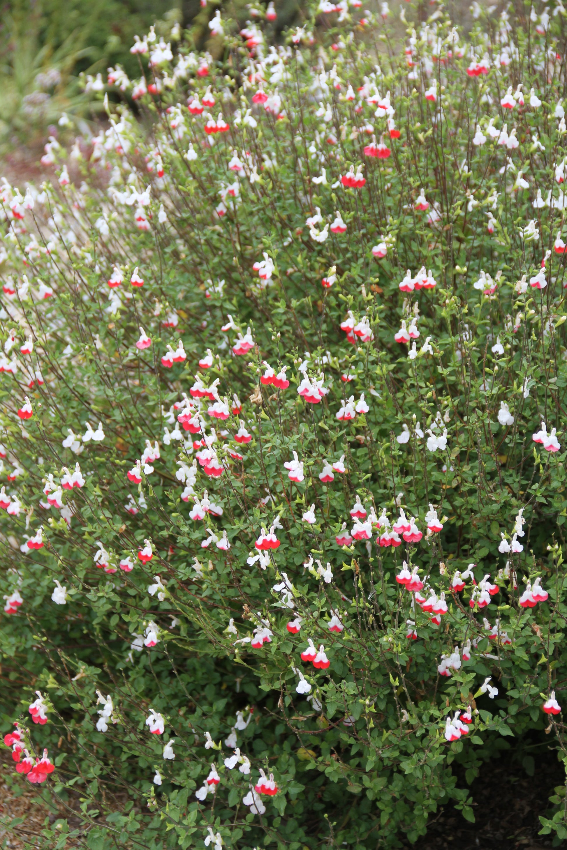hot lips flower seeds Salvia microphylla 'Hot Lips'