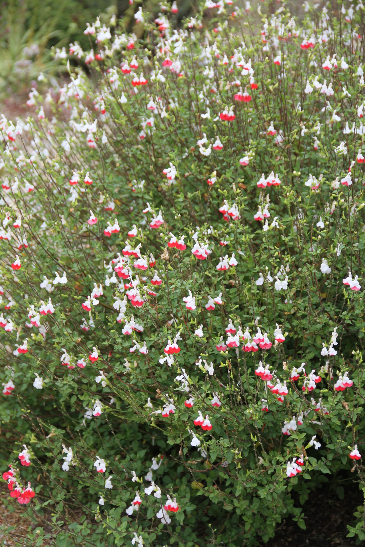 Salvia microphylla 'Hot Lips'