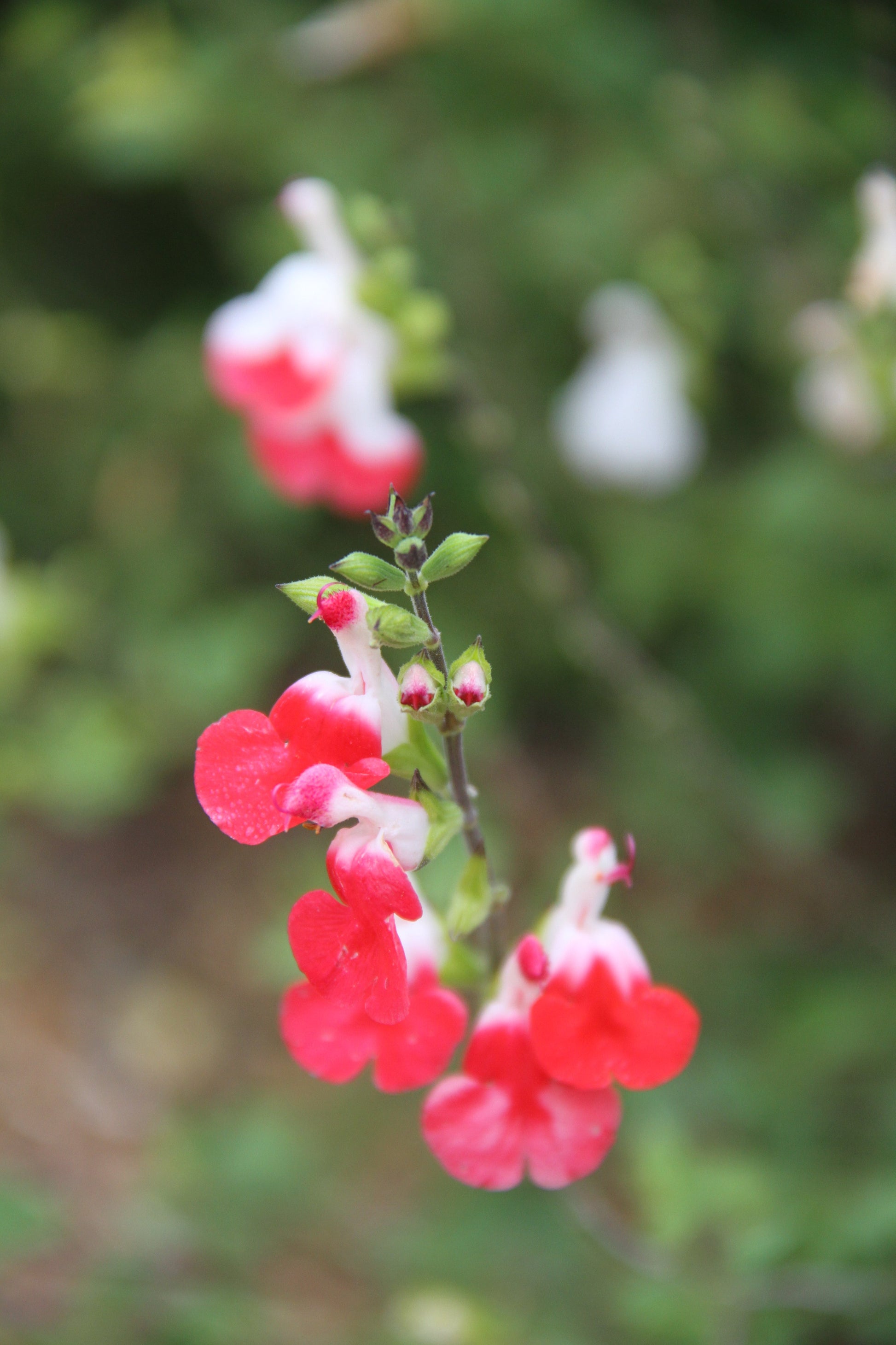 hot lips flower seeds Salvia microphylla 'Hot Lips'