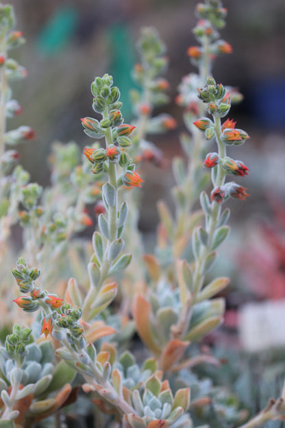 *RETAIL - Echeveria setosa