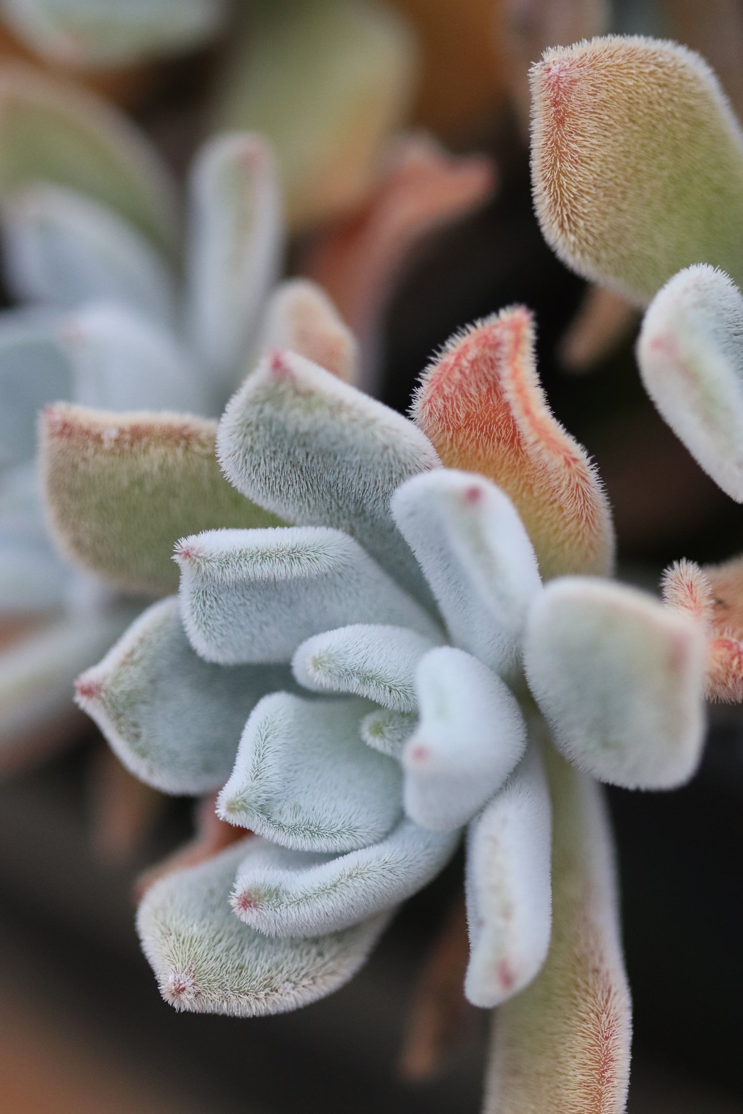 *RETAIL - Echeveria setosa