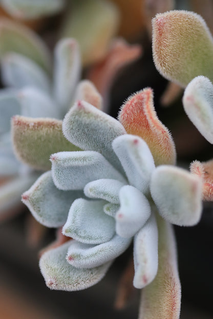 *RETAIL - Echeveria setosa