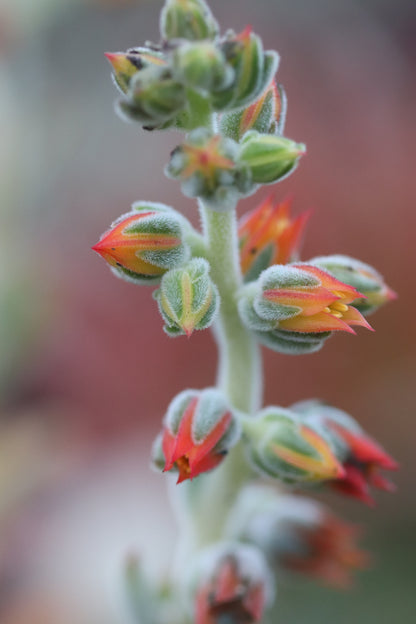 *RETAIL - Echeveria setosa
