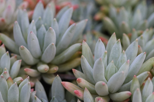 *RETAIL - Pachyphytum hookeri