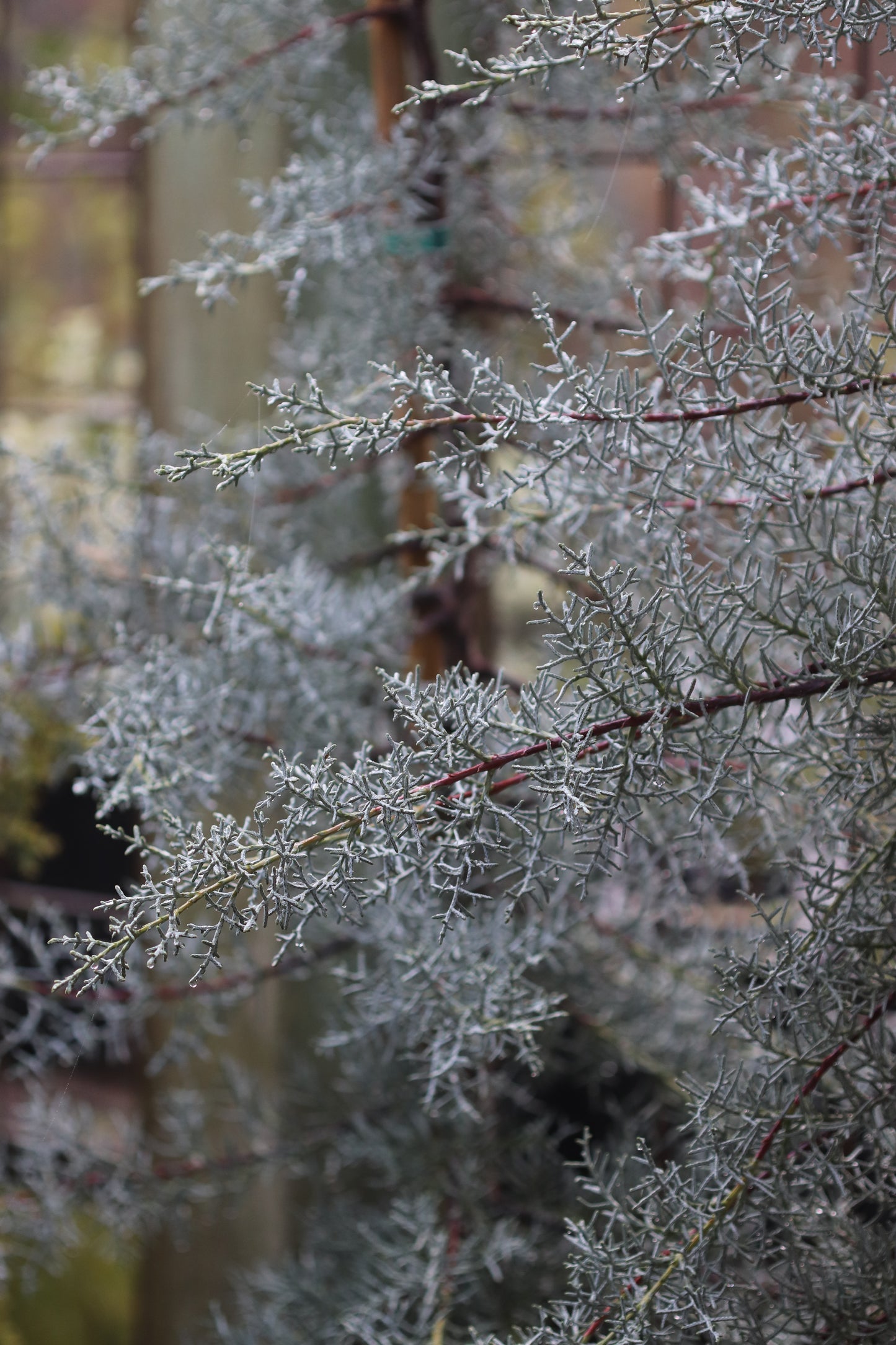 *RETAIL - Cupressus arizonica var. glabra 'Blue Ice'