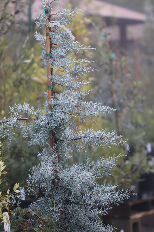 *RETAIL - Cupressus arizonica var. glabra 'Blue Ice'