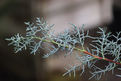 *RETAIL - Cupressus arizonica var. glabra 'Blue Ice'