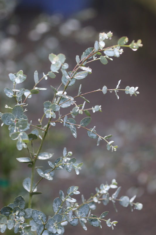 *RETAIL - Eucalyptus gunnii - blue