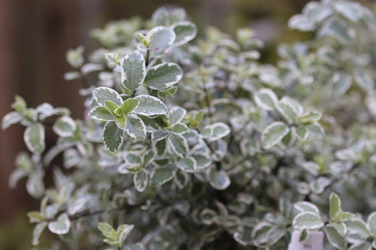 *RETAIL - Pittosporum tenuifolium 'Marjorie Channon'