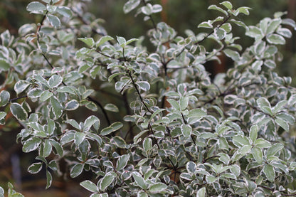 *RETAIL - Pittosporum tenuifolium 'Marjorie Channon'