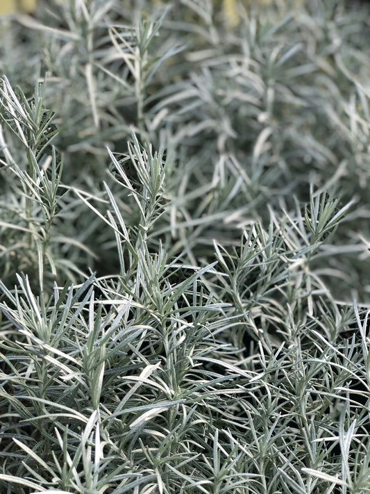 *RETAIL - Helichrysum italicum 'White Icicles'