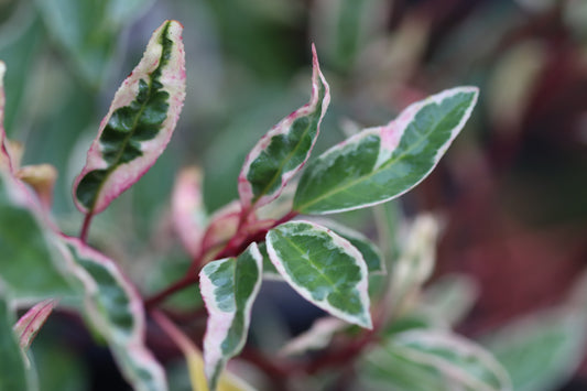 *RETAIL - Prunus lusitanica 'Variegata'