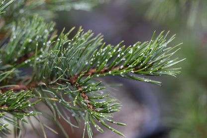 *RETAIL - Pinus aristata