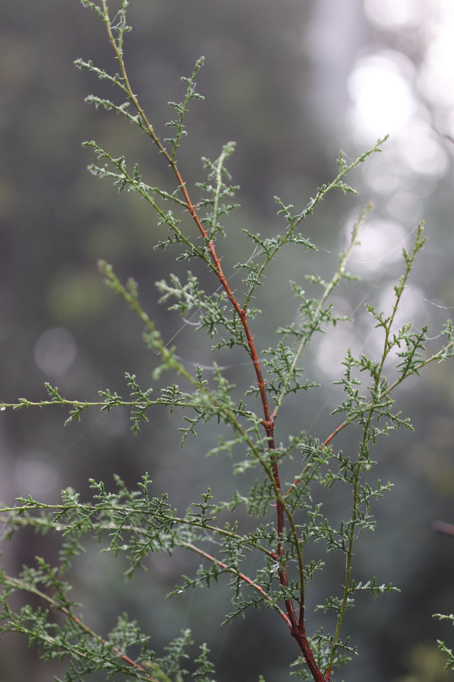 *RETAIL - Cupressus pygmaea