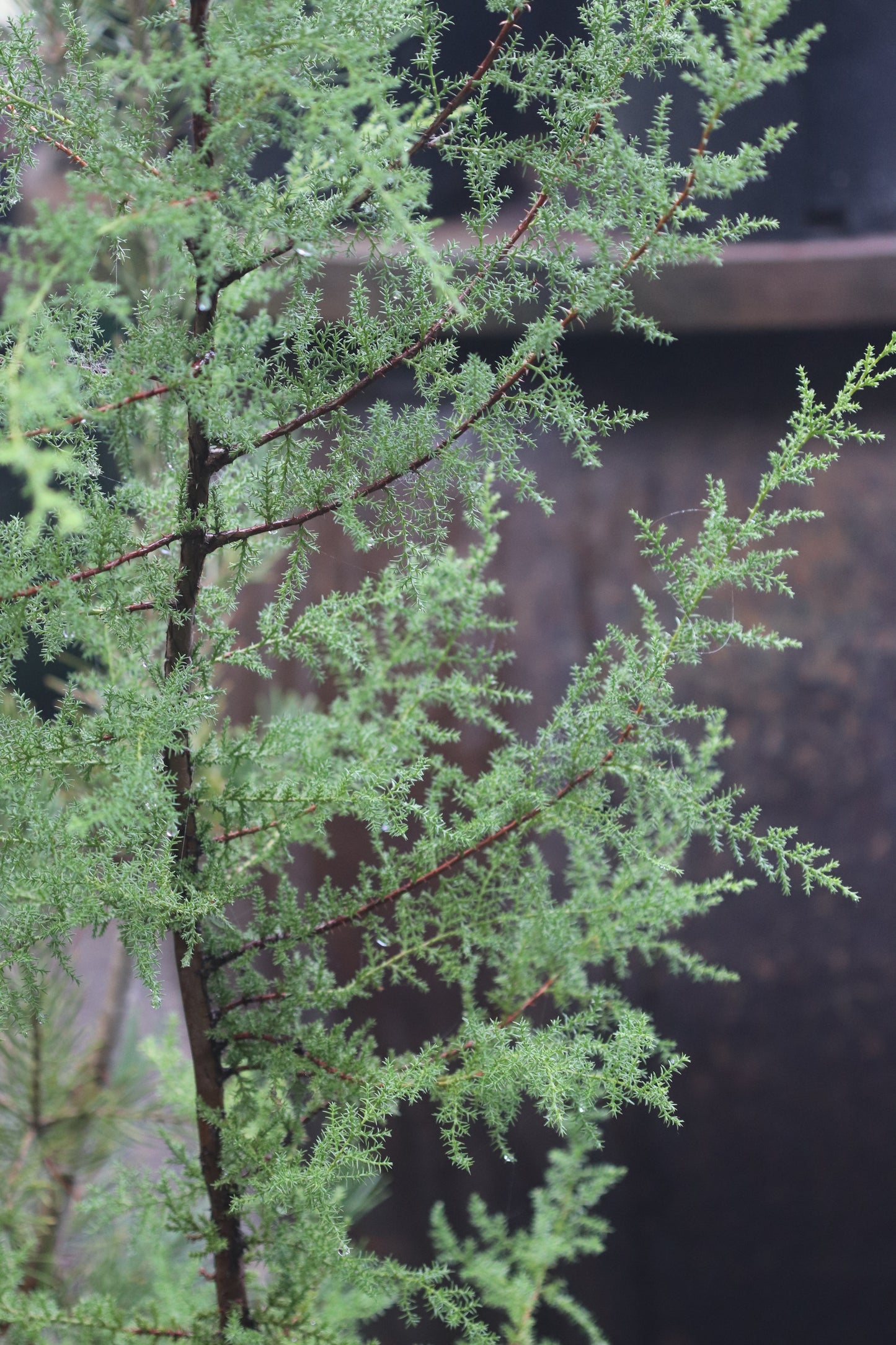 *RETAIL - Cupressus pygmaea 'Salt Creek'