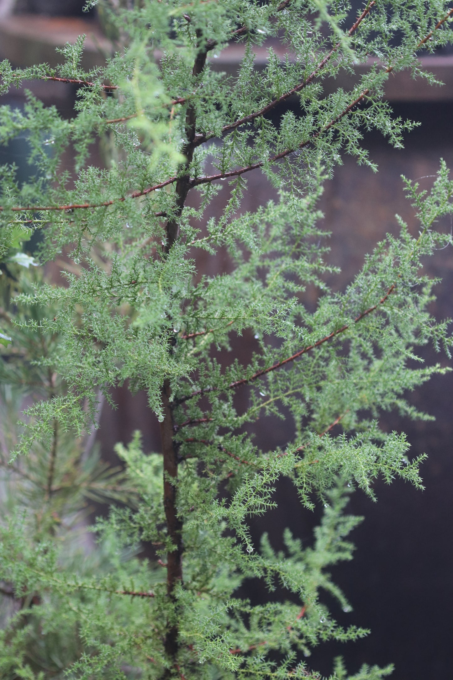 *RETAIL - Cupressus pygmaea
