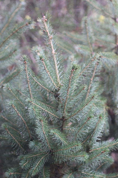 *RETAIL - Picea engelmannii