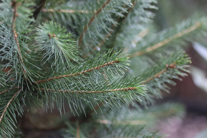 *RETAIL - Picea engelmannii