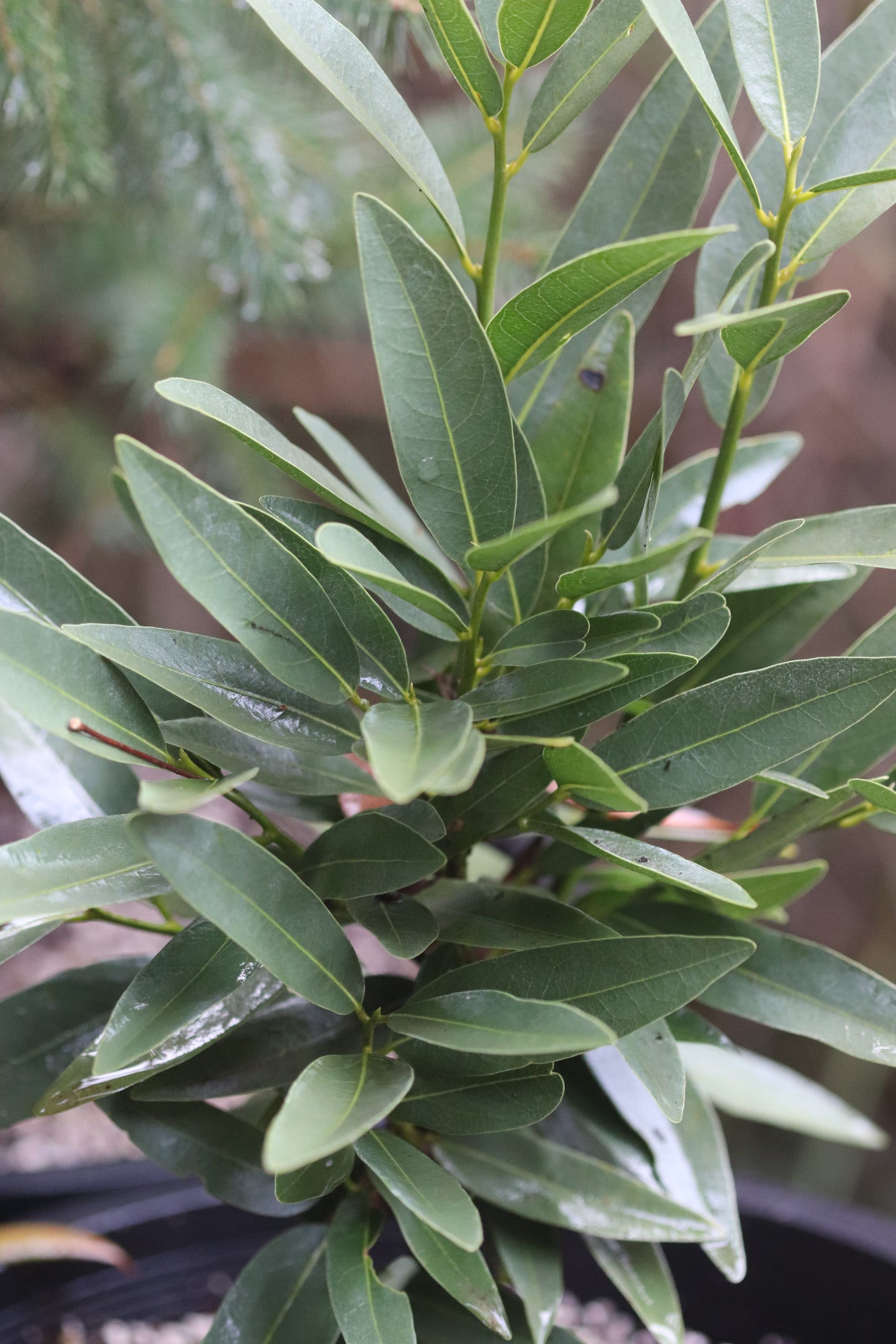 *RETAIL - Umbellularia californica [Yuba Gap]