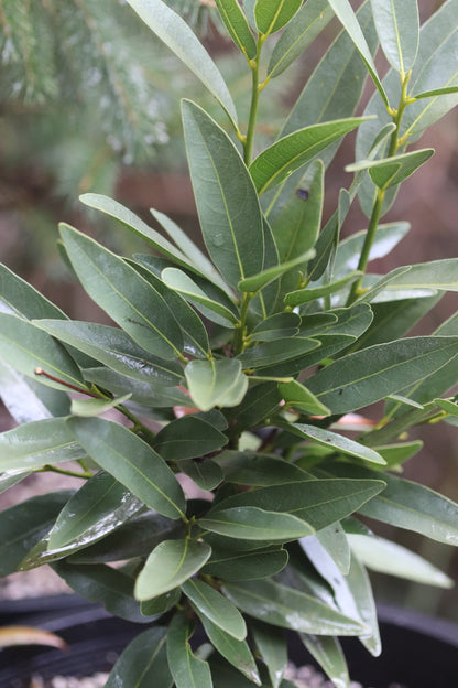 *RETAIL - Umbellularia californica [Yuba Gap]