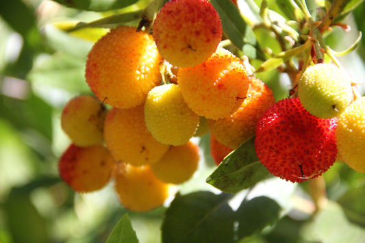*RETAIL - Arbutus unedo