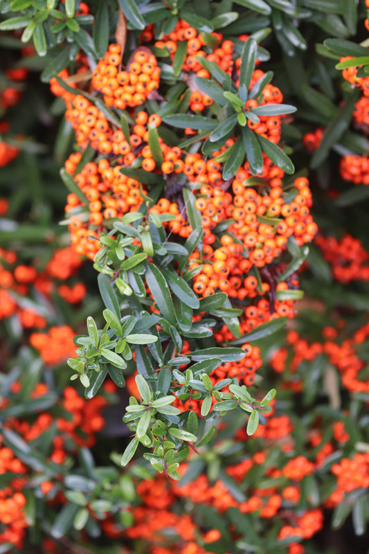 *RETAIL - Pyracantha coccinea 'Dorothy's Fav'