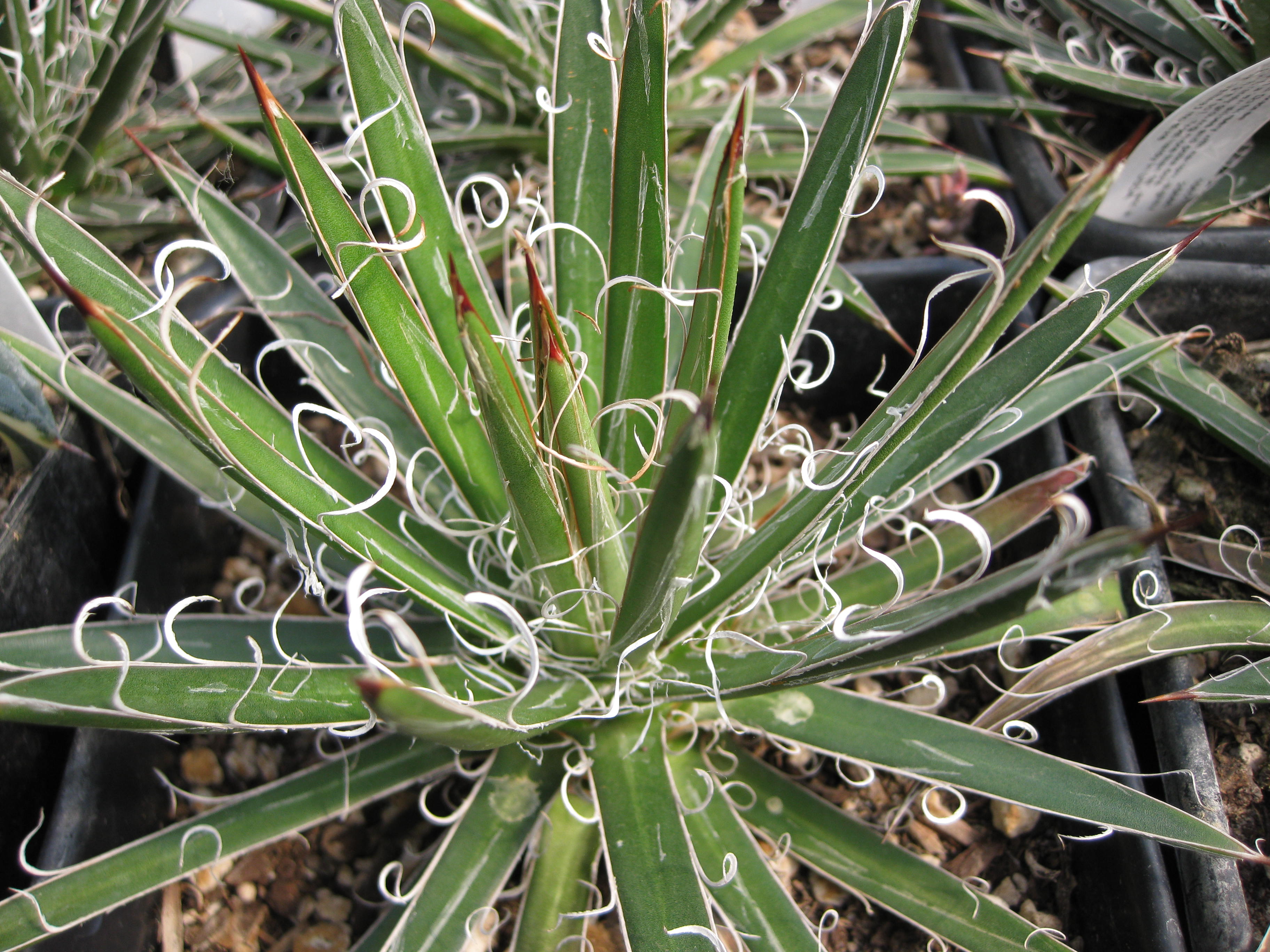 *RETAIL - Agave x leopoldii – Cistus Nursery