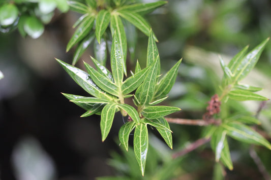 *RETAIL - Osmanthus heterophyllus 'Sasaba'