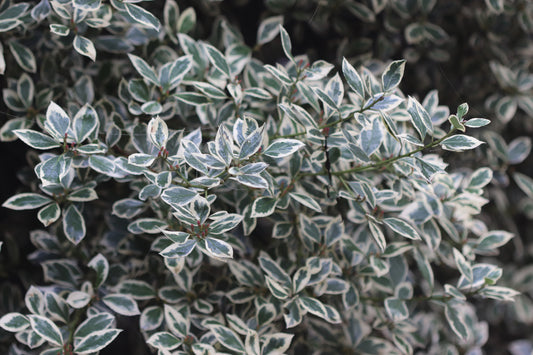 Rhamnus alaternus 'Argenteovariegata'