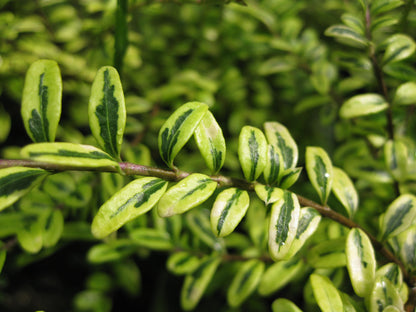 *RETAIL - Lonicera nitida 'Lemon Beauty'