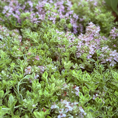 *RETAIL - Thymus praecox 'Highland Cream'