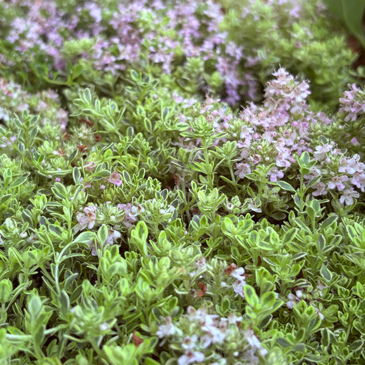 *RETAIL - Thymus praecox 'Highland Cream'