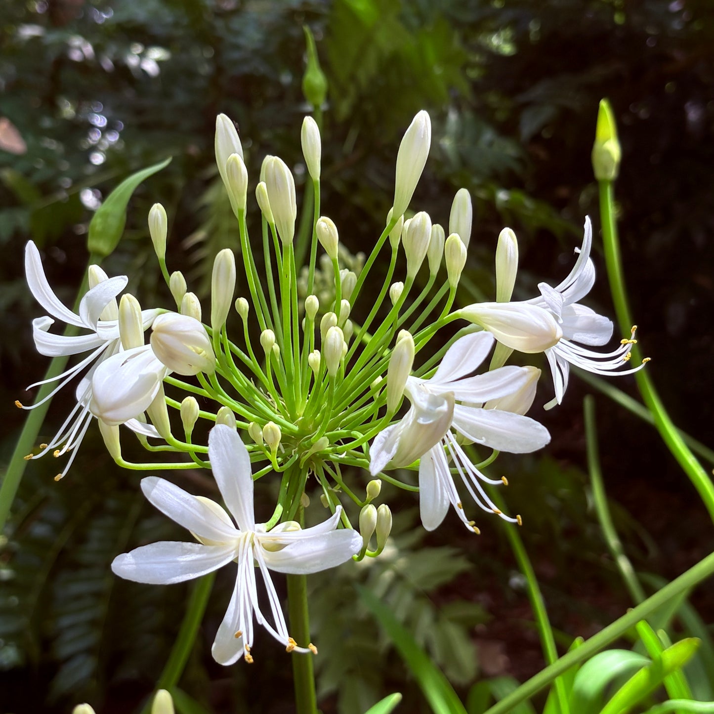*RETAIL - Agapanthus 'Big White'