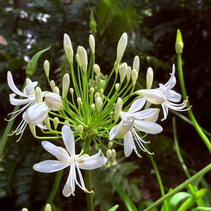 *RETAIL - Agapanthus 'Big White'