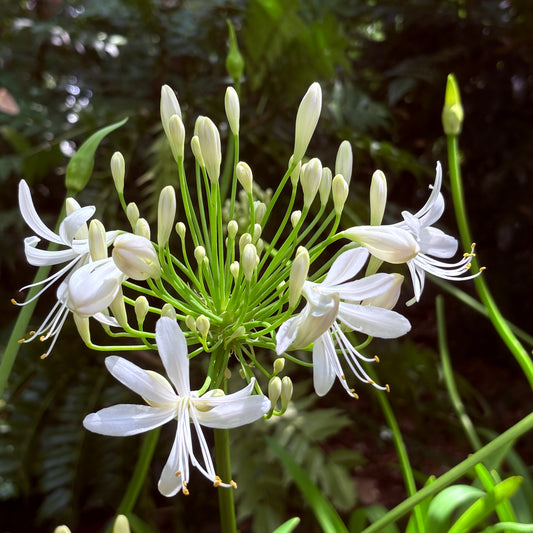 *RETAIL - Agapanthus 'Big White'