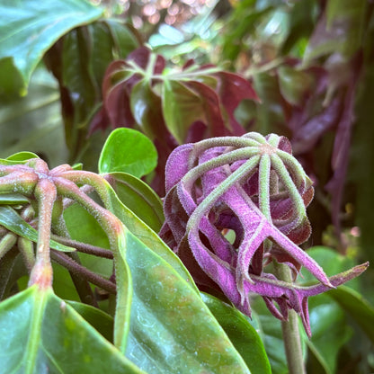 *RETAIL - Schefflera 'Mato'