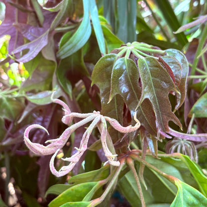 *RETAIL - Schefflera 'Mato'