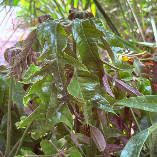 *RETAIL - Schefflera 'Mato'