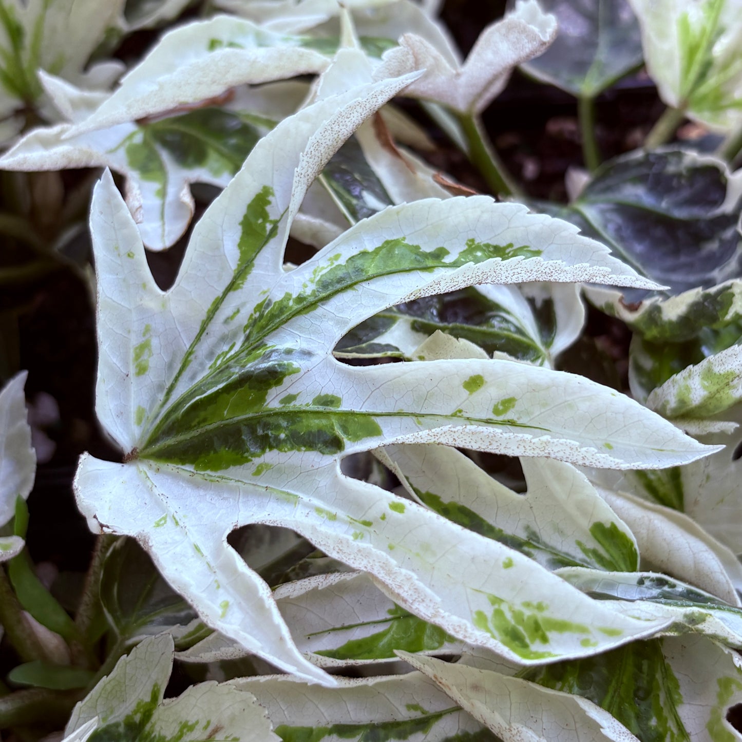 *RETAIL - Fatsia japonica ‘Variegata'