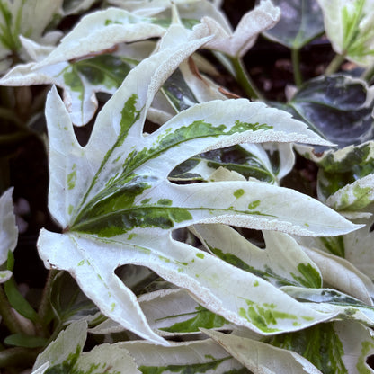 *RETAIL - Fatsia japonica ‘Variegata'
