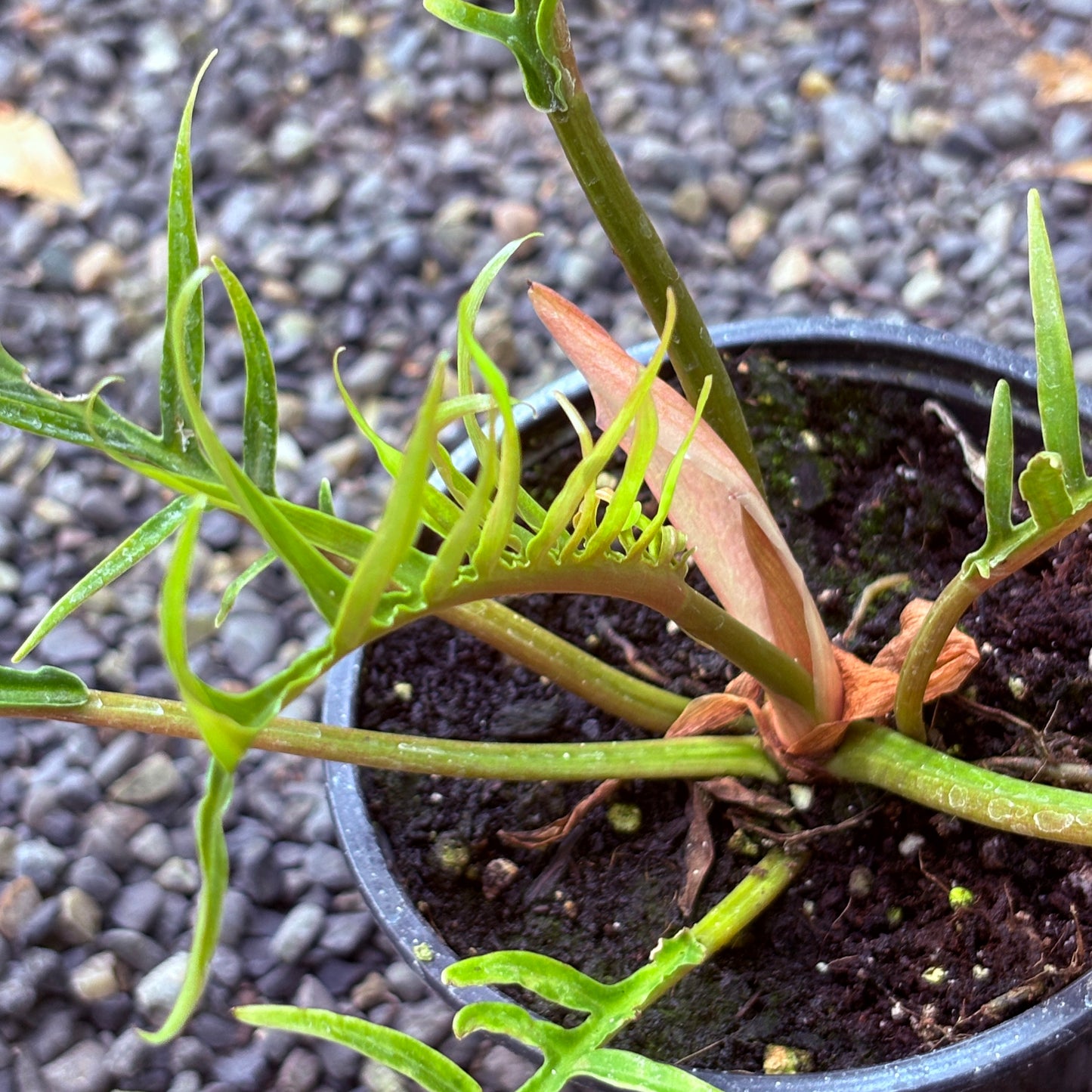 *RETAIL - Philodendron bipinnatifidum 'Tortum'