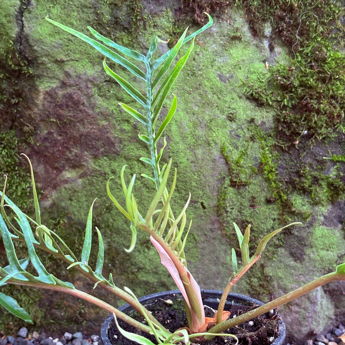 *RETAIL - Philodendron bipinnatifidum 'Tortum'
